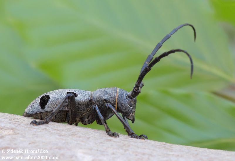 kozlíček, Morimus funereus Mulsant, 1863, Lamiinae, Cerambycidae (Brouci, Coleoptera)